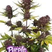 Purple Lemonade Auto RF3 Fastbuds