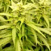 Glowberry Rush Auto Anesia Seeds