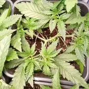 Space Cookies Auto Delicious Seeds