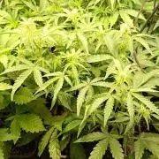 Green Gelato Auto RQS