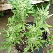 Outdoor Purplematic CBD RoyalQueenSeeds