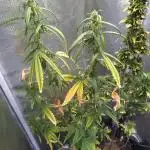 Wedding Cake Auto Barneys Farm