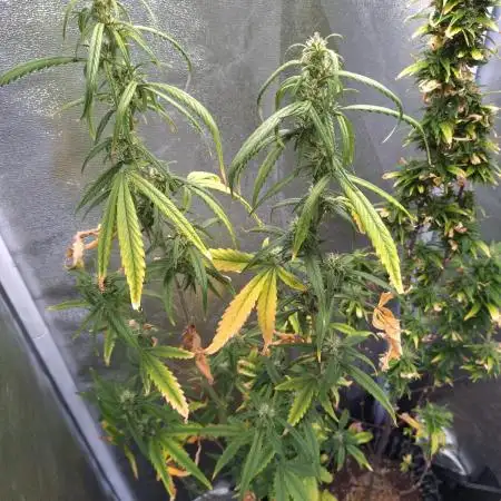 Wedding Cake Auto Barneys Farm