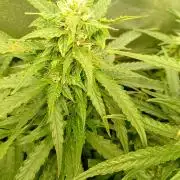 Glowberry Rush Auto Anesia Seeds