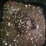 Pistachio Churro Auto Anesia Seeds