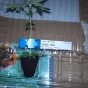 Sleepy Joe Clone Anesia Seeds