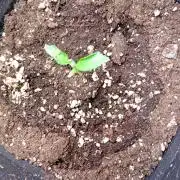 Mango Cherry Runtz Fastbuds