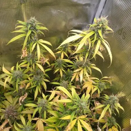 Apple Betty Auto Herbiesseeds