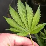 Mango Cherry Runtz F1 CHAMP F420
