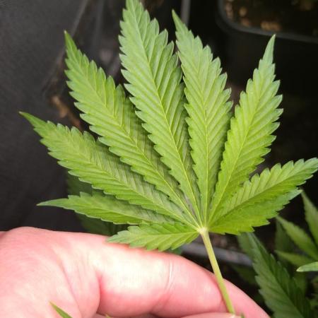 Mango Cherry Runtz F1 CHAMP F420