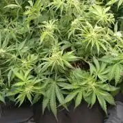 Strawberry Cheesecake Auto Barneys Farm