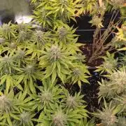 Banana Purple Punch Auto Fastbuds