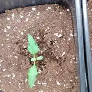 Banana Guava Auto Fastbuds