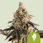 Cookies Gelato Auto RQS
