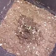 Mango Cherry Runtz Fastbuds