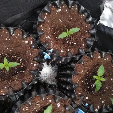 Banana Purple Punch Auto Fastbuds