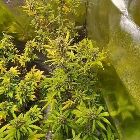 Apple Strudel Auto Fastbuds