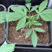Green Gelato P#1 Royal Queen Seeds
