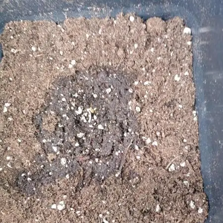 Space Cookies Auto Delicious Seeds