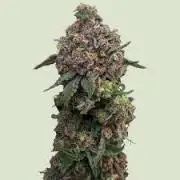 Cosmic Cheddar F1'26 Royal Queen Seeds