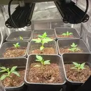 Outdoor Projekt Gelato Auto Fastbuds