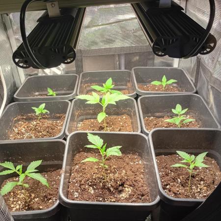 Outdoor Projekt Gelato Auto Fastbuds