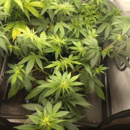 Fat Banana Auto RQS