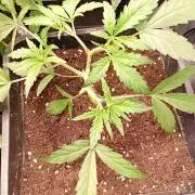 Mango Cherry Runtz Fastbuds