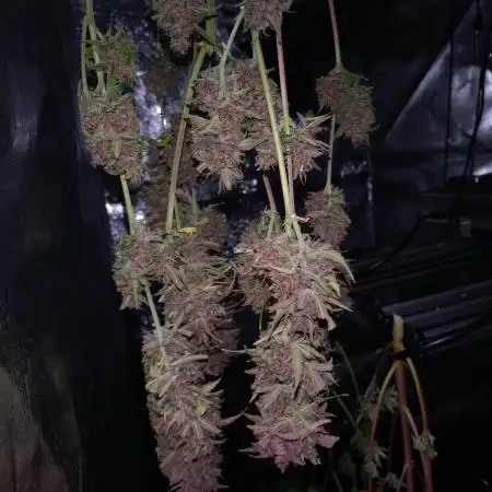 Apple Strudel Auto Fastbuds