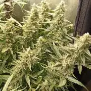 Big Bud Auto Fastbuds