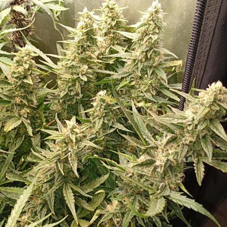 Big Bud Auto Fastbuds