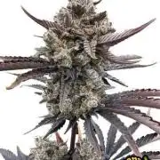 Banana Purple Punch Auto RF3 Fastbuds