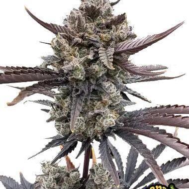 Banana Purple Punch Auto RF3 Fastbuds