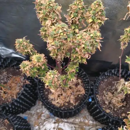 Gelato #33 Auto Advanced Seeds