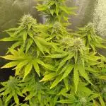 Gelonade Auto Zamnesia