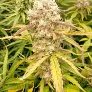 Space Cookies Auto Delicious Seeds