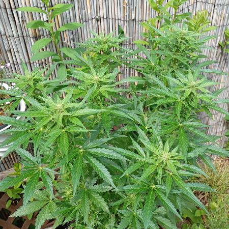 Outdoor Apricot Auto Fastbuds