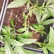Green Gelato Auto RQS