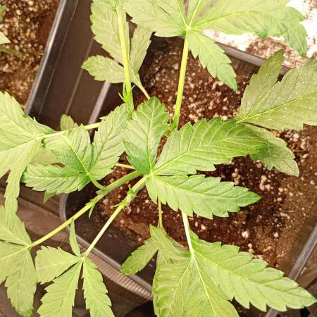 Banana Cherry Cookies Auto Fastbuds