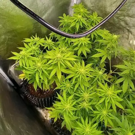 Gelato #33 Auto Advanced Seeds