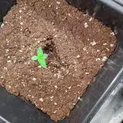 Lemon Cherry Sundae Auto Fastbuds