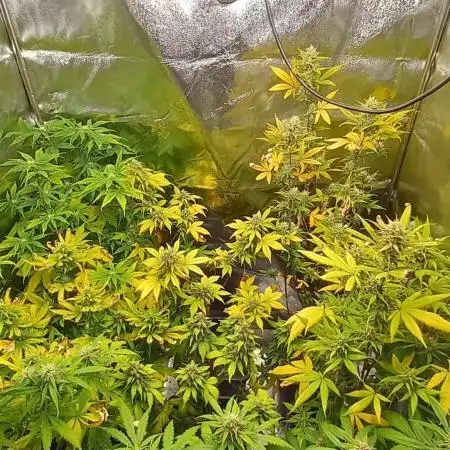 Cookies Kush Auto Barneys Farm