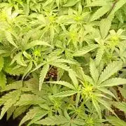 Green Gelato Auto RQS
