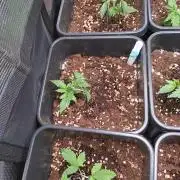 Grape Pop Rocks Auto Anesia Seeds