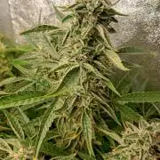 Green Gelato Auto RQS