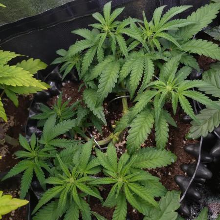 Cherry Cola RF3 Auto Fastbuds