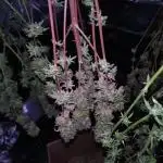Gelato #33 Auto Advanced Seeds