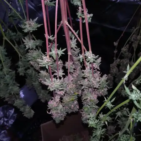 Gelato #33 Auto Advanced Seeds
