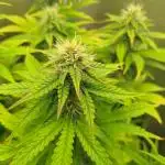 Gelonade Auto Zamnesia