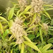 Space Cookies Auto Delicious Seeds